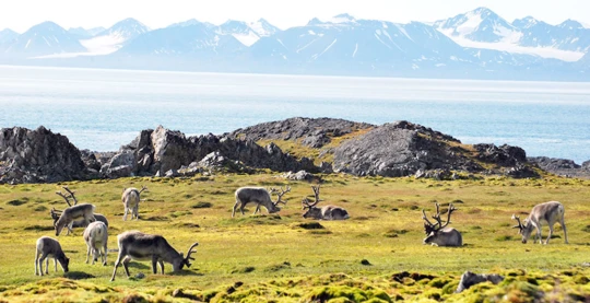 Erkundung von Hornsund und Bellsund
