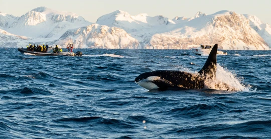 Wildlife Observation