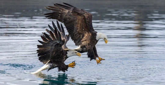 Expedition Ship Cruise in the Alaska Peninsula