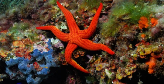 Sitka - Snorkeling in the Kelp Forest