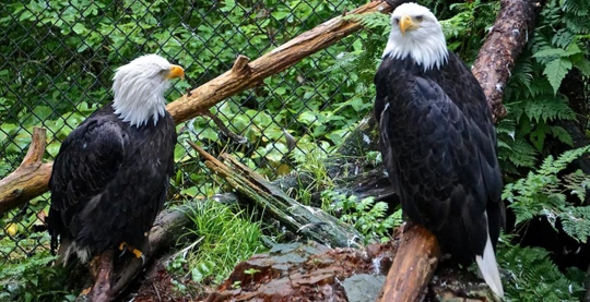 Alaska Raptor Center