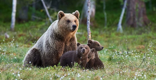 Wrangell - Anan Bears