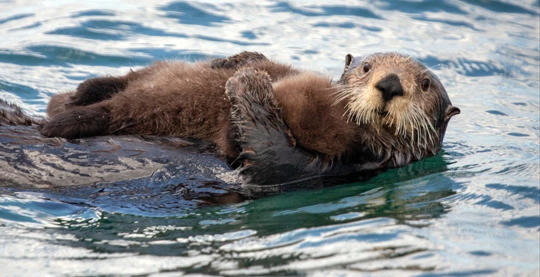 Sitka - Sea Otter and Wildlife Viewing