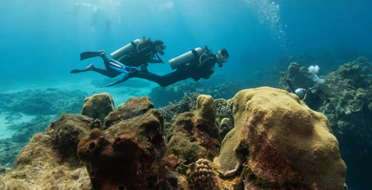 La possibilité de plongée sous-marine avec un moniteur expérimenté