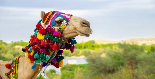 Visite du village de Daraw