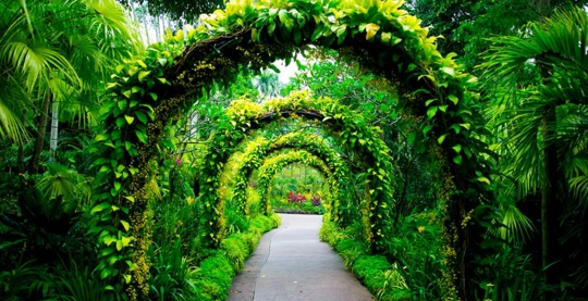 Les jardins botaniques de Singapour
