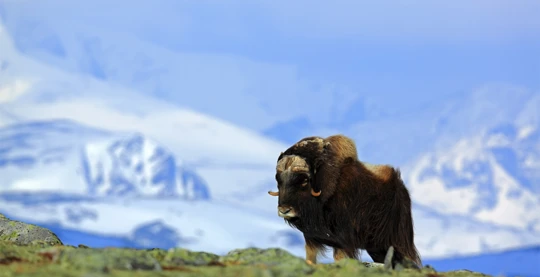 Disembarkation at Ivittuut