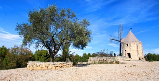 Visit to Arles and an olive oil producer