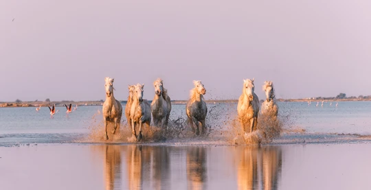 Excursion to the Camargue, cradle of Provençal culture and traditions