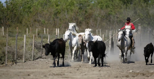 Visit to a manade in Palavas-les-Flots
