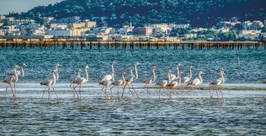 Excursion to Étang de Thau