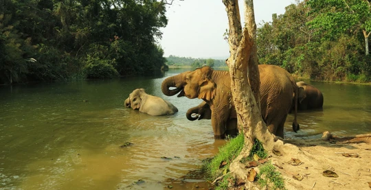 Il centro di conservazione degli elefanti di Xayaboury