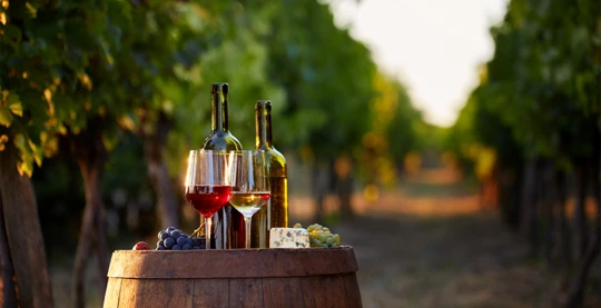 Visite de la cave Platanos