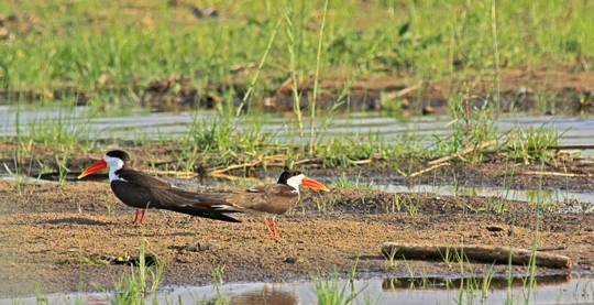 Conservation Lower Zambezi