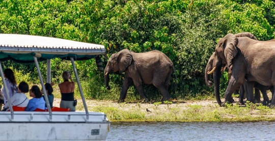 Safaris por el río Chobe en bote
