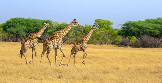 Safari en la Reserva de Hwange