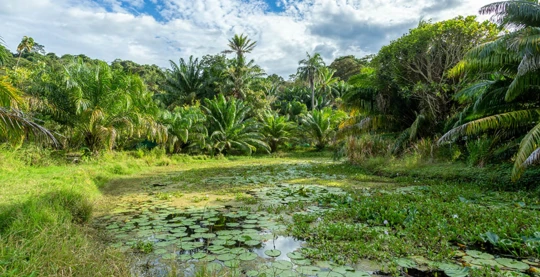 En Costa Rica, excursiones al corazón de la reserva natural de Curú, un santuario de naturaleza virgen