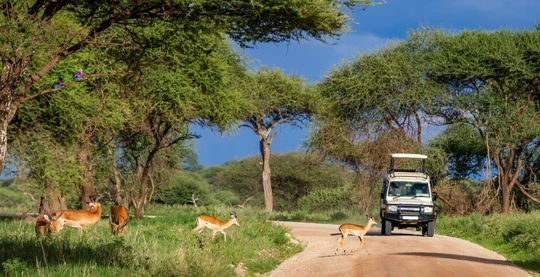 Tarangire safari