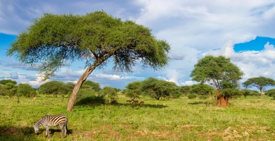Caminata por el monte con un naturalista