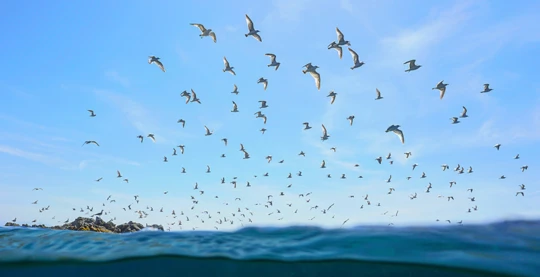 Des opportunités exceptionnelles d’observer la vie de grandes colonies et de nombreuses espèces d’oiseaux marins