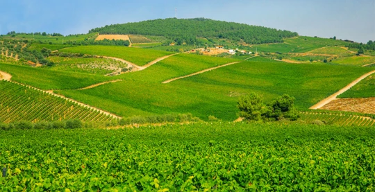 Visita della cantina di Quinta da Avessada