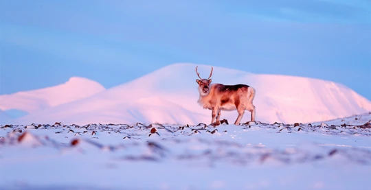 Observation de la faune et de la flore au Svalbard