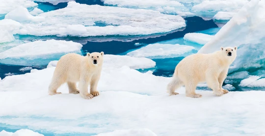 Exploration de l'Arctique