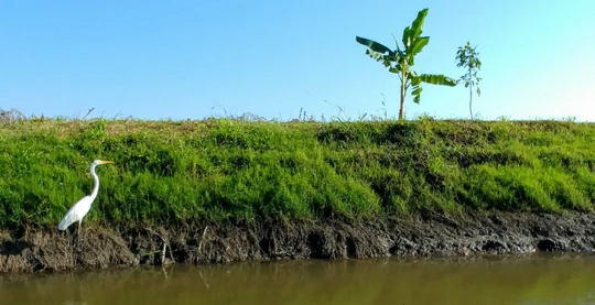 Exploration de la Ciénaga Pijiño