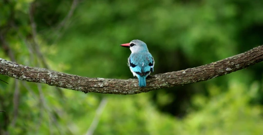 Excursion d'observation des oiseaux