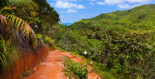 La reserva natural de Vallée de Mai, en Praslin, inscrita en la Lista de la UNESCO