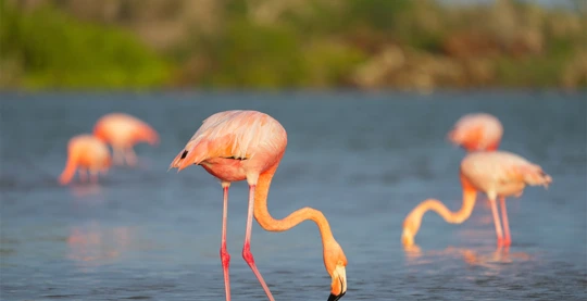 Walk at Cormorant Point