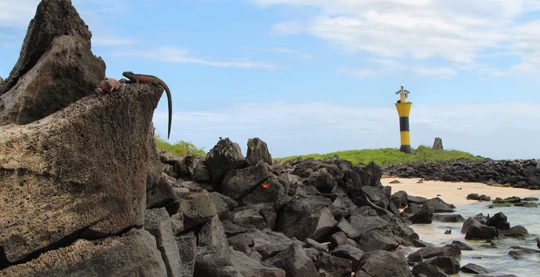 Discover the wild life on Suarez Point