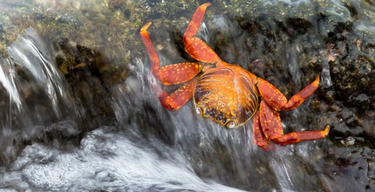 Visit to Chinese Hat