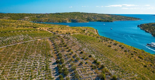 Primošten : visite des vignobles et dégustation de vins