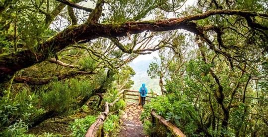 Le parc national de Garajonay sur l’île de La Gomera