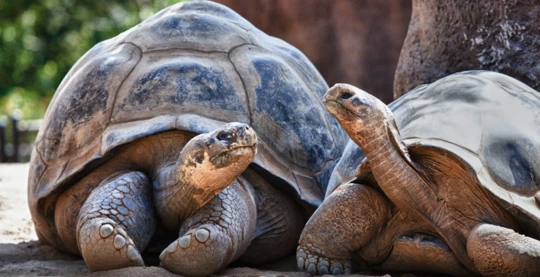 Besuch der Galapaguera "David Rodriguez": Zucht- und Erhaltungszentrum für Riesenschildkröten