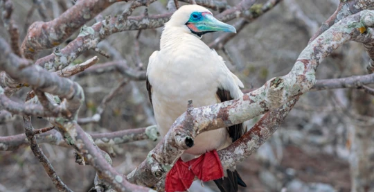 Wanderung nach Punta Pitt: Erkundung der Rotfußfregattenvögel und spektakulären Aussichten