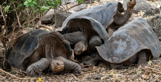 Visite du Centre de Recherche Charles Darwin