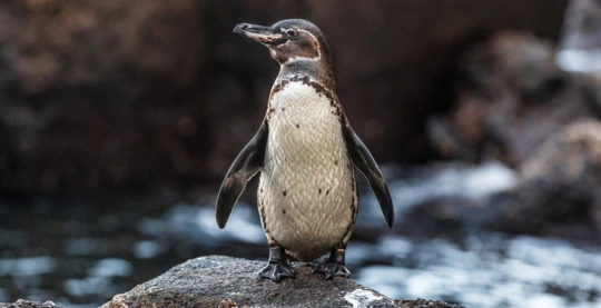 Zodiac-Ausflug: Begegnung mit verspielten Pinguinen