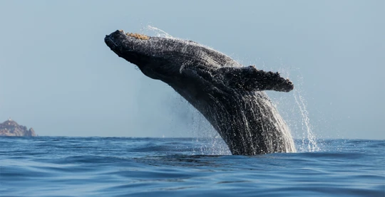 La possibilité d’observer des baleines lors d’une excursion (si les conditions le permettent)