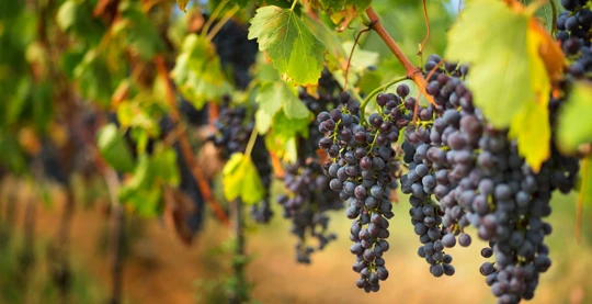 Weinverkostung in Dos Alamos