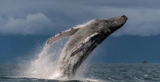 Spektakuläre Meeresbegegnungen: Wale und Delfine auf See