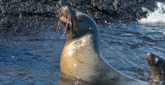 Erkundung von Punta Espinoza: Ein Paradies für Seelöwen