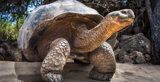 Besuch des Fausto Llerena Naturschutzzentrums