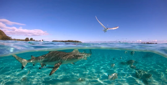 La découverte de « l’infini lagon », le plus grand atoll de Polynésie française, célèbre pour son « mur » de requins, à Rangiroa