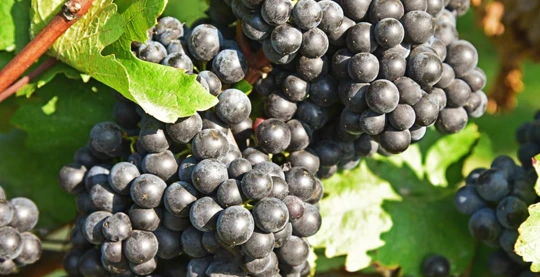 Schloss Gobelsburg Cellar tour & wine tasting