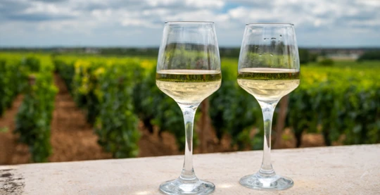 Dégustation de vin Grand Cru Classé