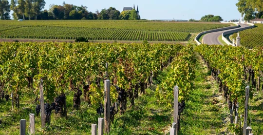 Dégustation de vin Grand Cru Classé du Médoc et visite panoramique des vignobles