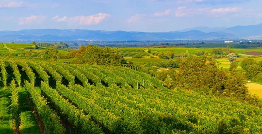 Tour in bicicletta nel paese vinicolo di Breisach