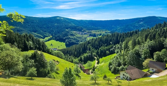Wanderung im Schwarzwald